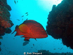 Rockard taken up close in Sodwana South Africa (My 2nd Ti... by Rob Shepard 